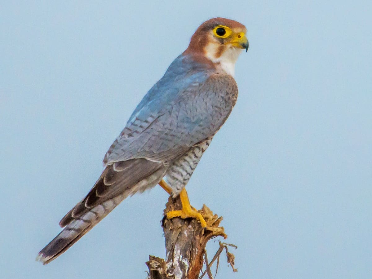 Red-necked Falcon